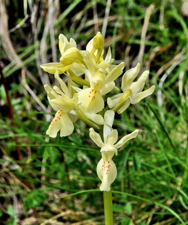 Orchidee del Casentino 2009